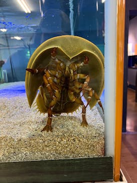 竹島水族館に投稿された画像（2025/9/28）