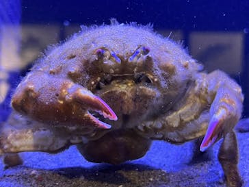 竹島水族館に投稿された画像（2025/9/28）
