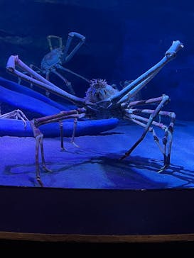 竹島水族館に投稿された画像（2025/9/28）