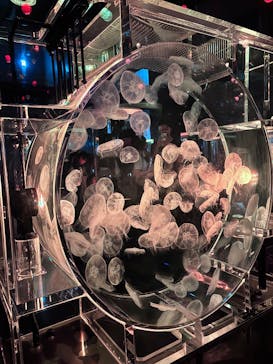 マクセル アクアパーク品川に投稿された画像（2025/9/28）