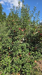 果実の里 原田農園に投稿された画像（2025/9/28）