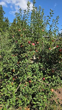 果実の里 原田農園に投稿された画像（2025/9/28）