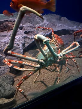 名古屋港水族館に投稿された画像（2025/9/28）