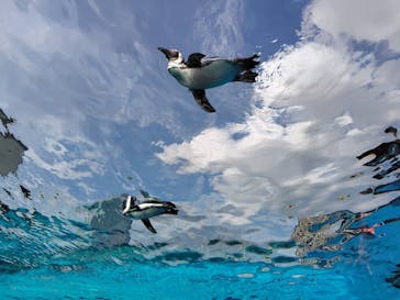 サンシャイン水族館に投稿された画像（2025/9/28）