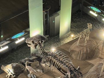 福井県立恐竜博物館に投稿された画像（2025/9/28）
