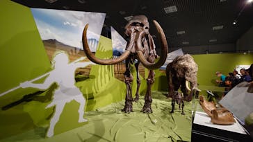 特別展「氷河期展 〜人類が見た4万年前の世界〜」（国立科学博物館）に投稿された画像（2025/9/29）