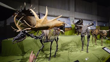 特別展「氷河期展 〜人類が見た4万年前の世界〜」（国立科学博物館）に投稿された画像（2025/9/29）