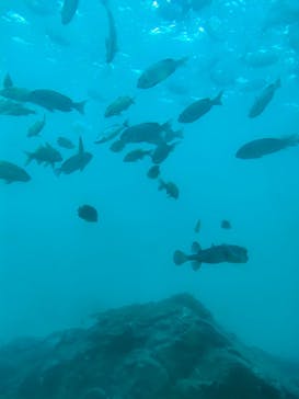 串本海中公園水族館に投稿された画像（2025/9/29）