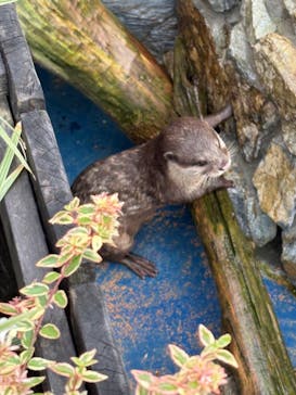 大分マリーンパレス水族館 「うみたまご」に投稿された画像（2025/9/29）