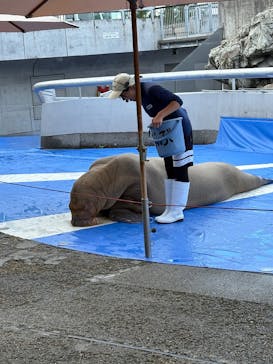 大分マリーンパレス水族館 「うみたまご」に投稿された画像（2025/9/29）