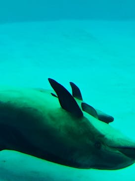 名古屋港水族館に投稿された画像（2025/9/29）