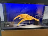 福井県立恐竜博物館に投稿された画像（2025/9/29）