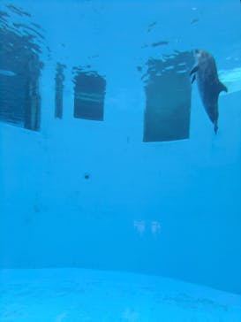 名古屋港水族館に投稿された画像（2025/9/29）