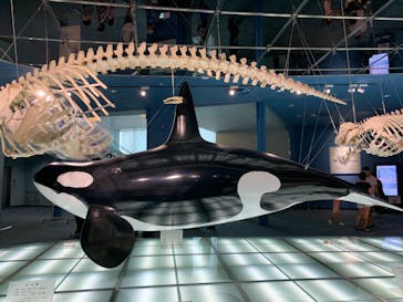 名古屋港水族館に投稿された画像（2025/9/29）