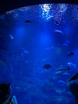 京都水族館に投稿された画像（2025/9/29）