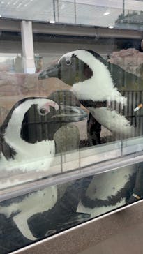 京都水族館に投稿された画像（2025/9/29）