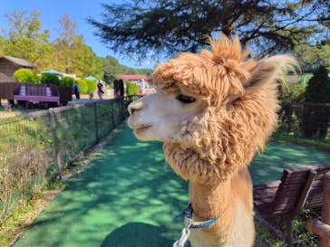 那須高原りんどう湖ファミリー牧場に投稿された画像（2025/9/29）