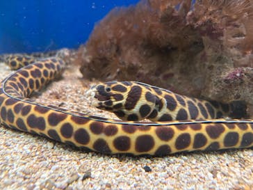 串本海中公園水族館に投稿された画像（2025/9/29）