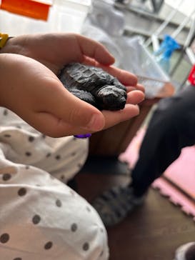 串本海中公園水族館に投稿された画像（2025/9/29）