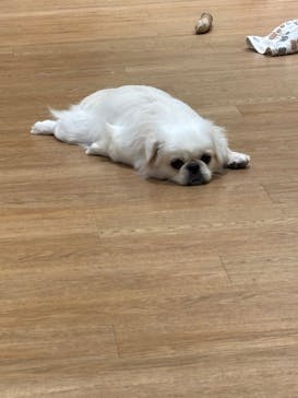 いぬカフェRio 新宿店に投稿された画像（2025/9/29）