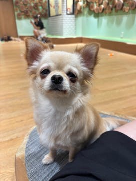 いぬカフェRio 新宿店に投稿された画像（2025/9/29）