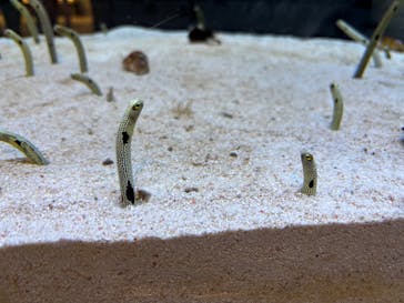 すみだ水族館に投稿された画像（2025/9/29）