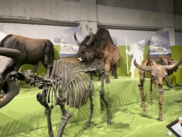 特別展「氷河期展 〜人類が見た4万年前の世界〜」（国立科学博物館）に投稿された画像（2025/9/29）
