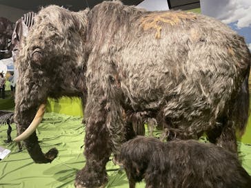 特別展「氷河期展 〜人類が見た4万年前の世界〜」（国立科学博物館）に投稿された画像（2025/9/29）