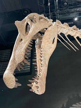 福井県立恐竜博物館に投稿された画像（2025/9/29）