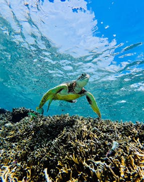 オースリーシュノーケル宮古島に投稿された画像（2025/9/29）