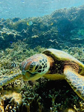 オースリーシュノーケル宮古島に投稿された画像（2025/9/29）