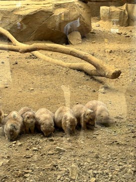 那須どうぶつ王国に投稿された画像（2025/9/30）