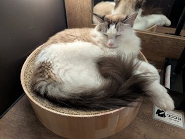 猫カフェモカ　池袋東口店に投稿された画像（2025/9/30）