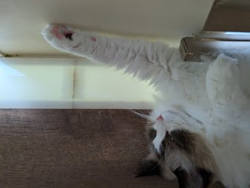 猫カフェモカ　池袋東口店に投稿された画像（2025/9/30）