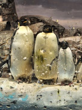 名古屋港水族館に投稿された画像（2025/9/30）