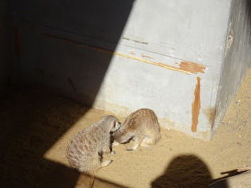 霞ケ浦 どうぶつとみんなのいえに投稿された画像（2025/9/30）