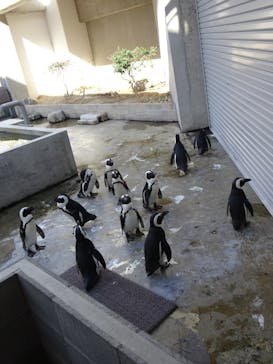 霞ケ浦 どうぶつとみんなのいえに投稿された画像（2025/9/30）