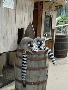 伊豆アニマルキングダムに投稿された画像（2025/9/30）