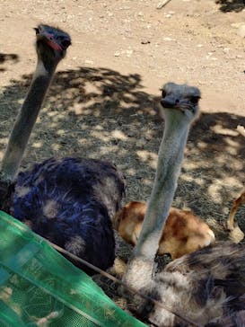 伊豆アニマルキングダムに投稿された画像（2025/9/30）