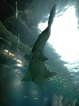 マクセル アクアパーク品川に投稿された画像（2025/9/30）