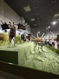 特別展「氷河期展 〜人類が見た4万年前の世界〜」（国立科学博物館）に投稿された画像（2025/9/30）