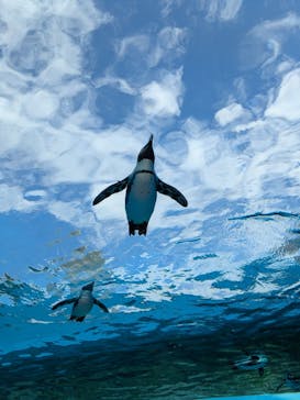 サンシャイン水族館に投稿された画像（2025/9/30）