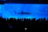 沖縄美ら海水族館に投稿された画像（2025/9/30）