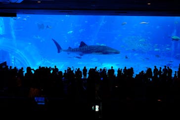 沖縄美ら海水族館に投稿された画像（2025/9/30）
