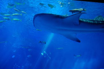 沖縄美ら海水族館に投稿された画像（2025/9/30）