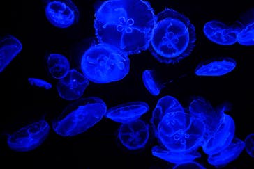 沖縄美ら海水族館に投稿された画像（2025/9/30）