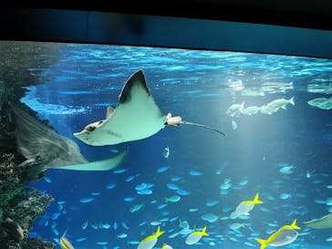 サンシャイン水族館に投稿された画像（2025/9/30）