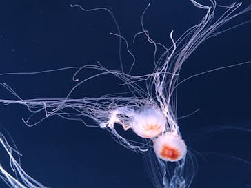 サンシャイン水族館に投稿された画像（2025/9/30）
