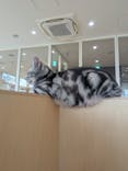 Cat Café MOFF グランベリーパーク店に投稿された画像（2025/9/30）