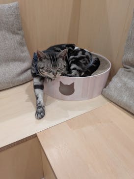 Cat Café MOFF グランベリーパーク店に投稿された画像（2025/9/30）